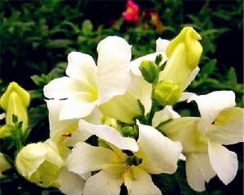 柳穿鱼的花语是什么？柳穿鱼的文化背景有哪些特点？
