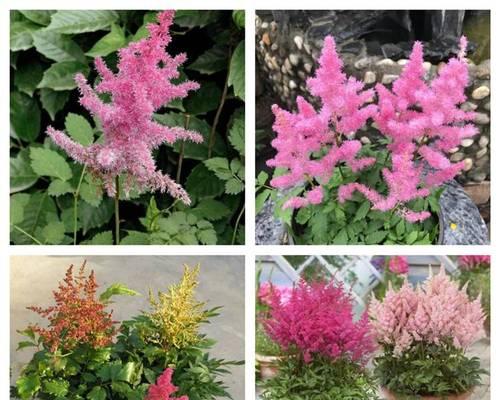 络新妇花是多年生植物吗？如何正确养护？
