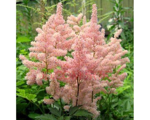 络新妇花是多年生植物吗？如何正确养护？