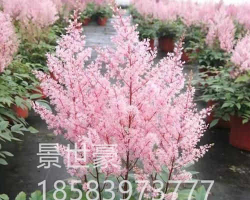 络新妇是多年生植物吗？它的生长周期和特点是什么？