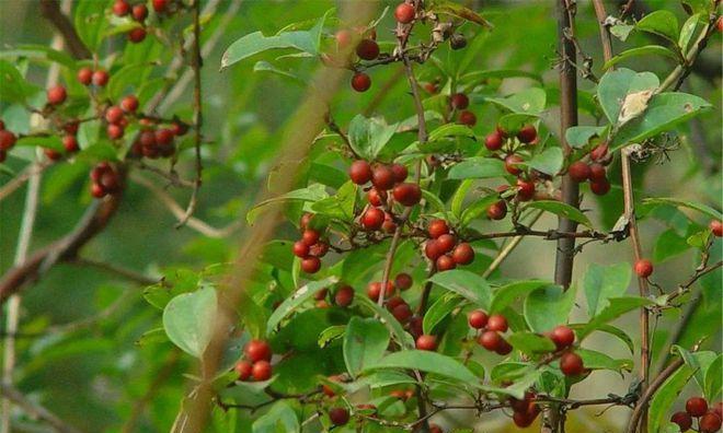 麻豆是什么植物？它属于哪个植物类别？