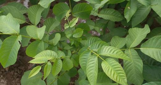 麻核桃几年结果实？种植后多久能收获？