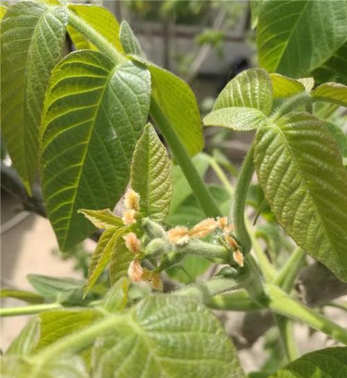 麻核桃几年结果实？种植后多久能收获？
