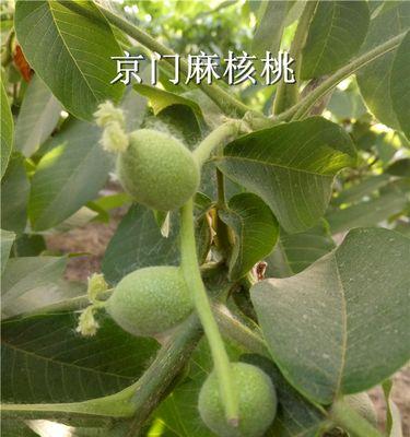 麻核桃树几年开始结果实？如何促进其早结果？