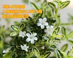 六月雪的寓意是什么？六月雪象征着什么含义？