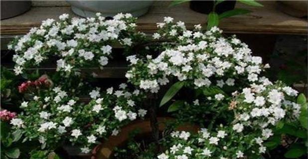 六月雪花语是什么意思？六月雪花的花语有哪些含义？