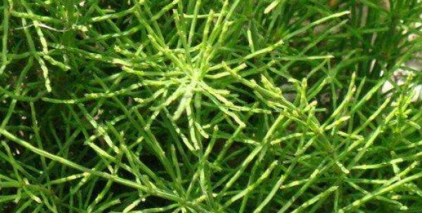 麻黄草的作用与功效是什么？主要治疗哪些疾病？