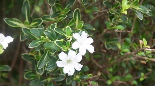 六月雪花语是什么意思？六月雪花的花语有哪些含义？