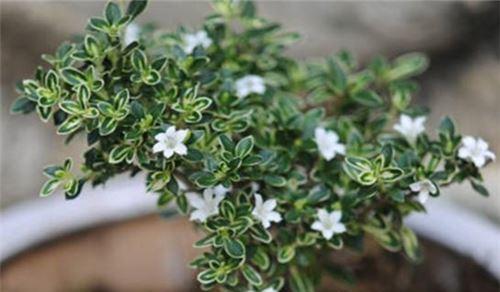 六月雪花语是什么意思？六月雪花的花语有哪些含义？