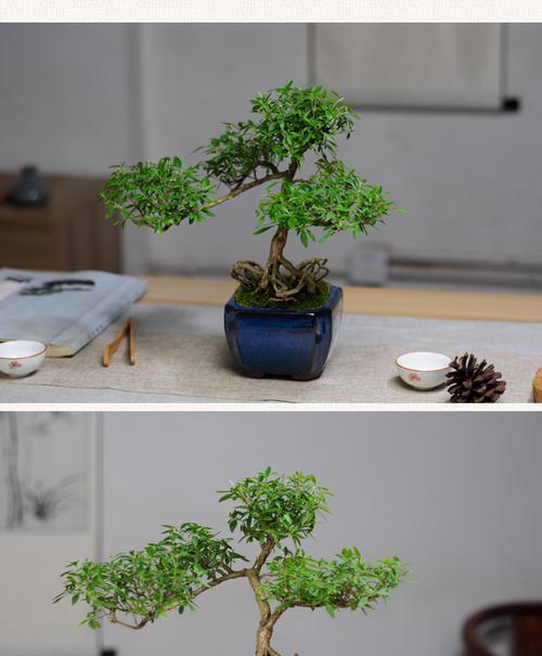 六月雪盆景寓意是什么？如何养护才能保持其美好意义？