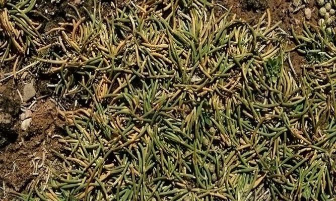 麻黄属于裸子植物吗？麻黄的分类特征是什么？