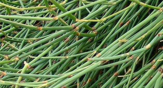 麻黄属于什么植物类型？麻黄的分类和特性是什么？