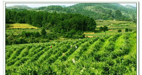 麻江蓝莓成熟季节是什么时候？如何判断蓝莓是否成熟？