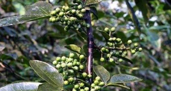 麻椒成熟季节是几月？如何判断最佳采摘时间？