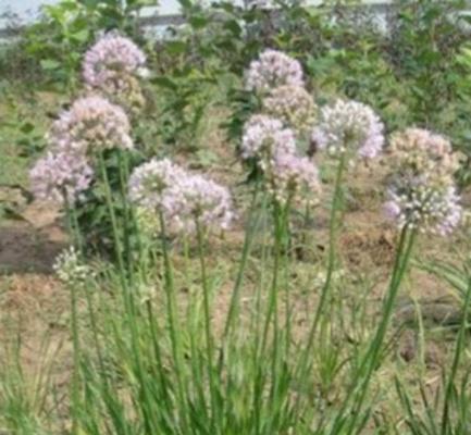 麻麻花属于哪种植物？它的花语和用途是什么？