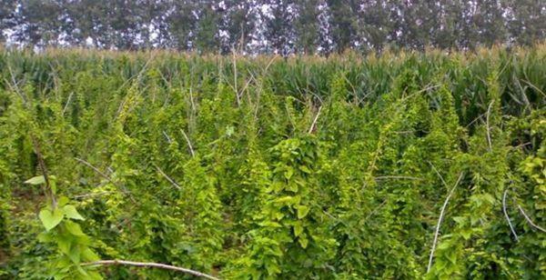 麻山药种植技术有哪些？如何有效管理麻山药田地？