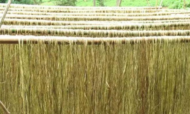麻是什么农作物？麻的种植和用途有哪些常见问题解答？