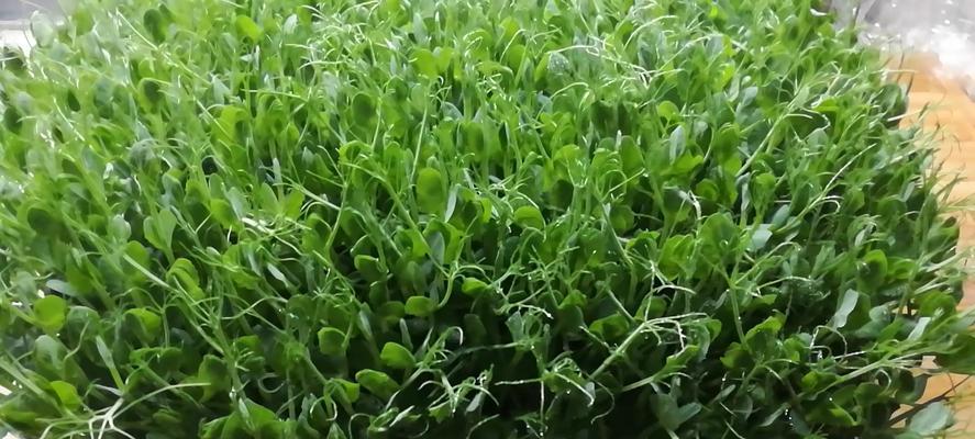 麻豌豆种植的最佳时间和方法是什么？