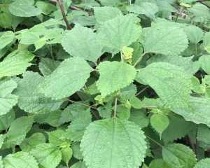 麻叶是什么植物？它有哪些特点和用途？