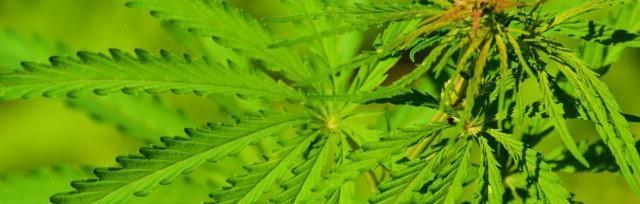 麻叶是什么植物？它有哪些特点和用途？