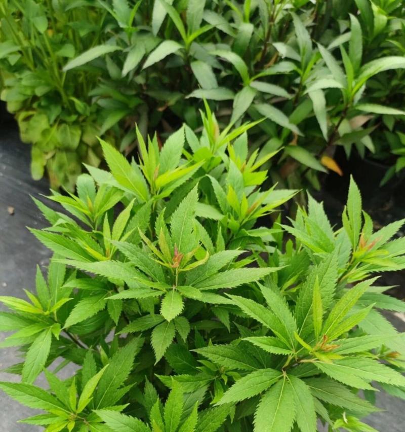 麻叶是什么植物？它有哪些特点和用途？