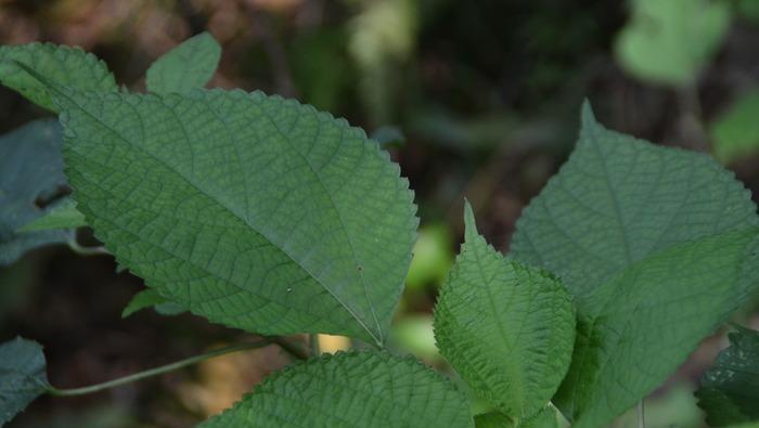 麻叶属于哪种植物？麻叶的用途有哪些？
