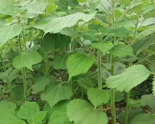 麻叶属于哪种植物？麻叶的用途有哪些？