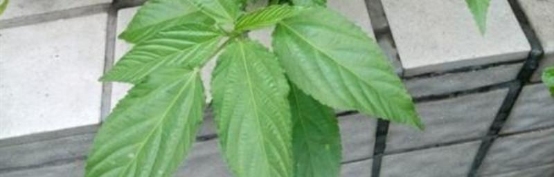 麻叶属于哪种植物？麻叶的用途有哪些？