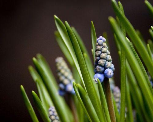 麻油叶属于什么植物类别？它的特点和用途有哪些？