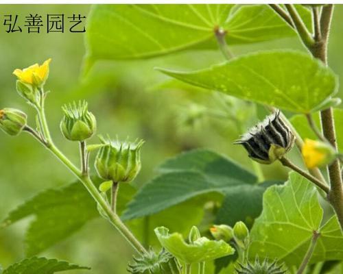 麻籽是哪种植物的种子？麻籽的来源和用途是什么？