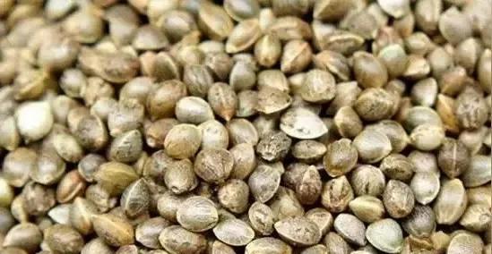 麻籽是哪种植物的种子？麻籽的来源和用途是什么？