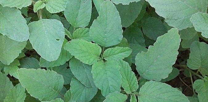 麻子菜的功效与作用是什么？如何正确食用麻子菜？