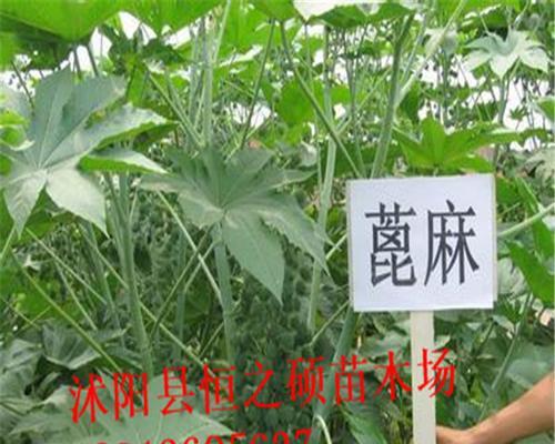 麻子仁是哪种植物的种子？如何正确识别和使用？
