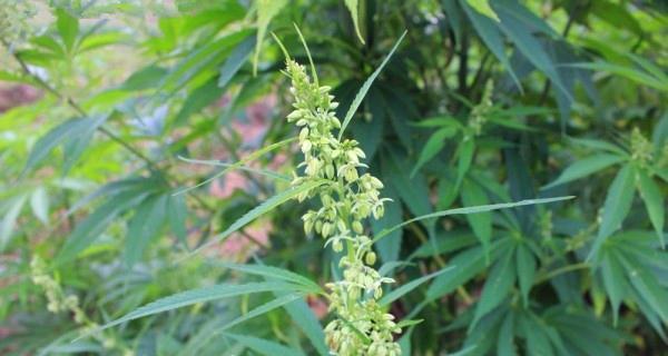 麻子是哪种植物的种子？如何正确识别和使用？