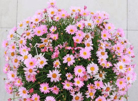 玛格丽特不开花怎么办？如何促进开花？