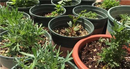 玛格丽特不开花怎么办？如何促进开花？