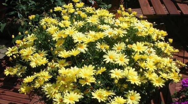 玛格丽特不开花怎么办？如何促进开花？