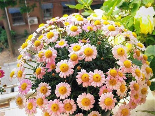 玛格丽特的花期是什么时候？如何正确养护以延长花期？