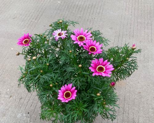 玛格丽特的花期是什么时候？如何正确养护以延长花期？