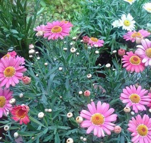 玛格丽特冬天会开花吗？如何确保冬季开花？