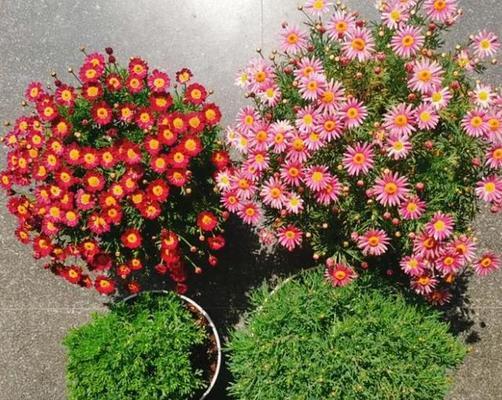 玛格丽特冬天会开花吗？如何确保冬季开花？