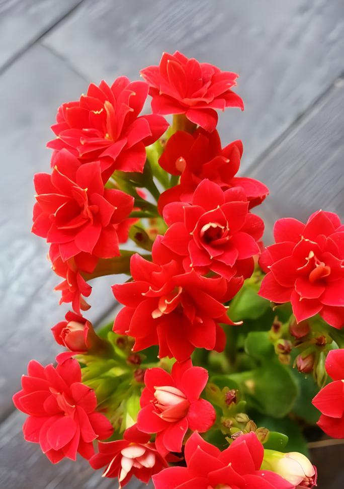 养护春季花卉需要注意哪些问题？如何确保花卉健康生长？