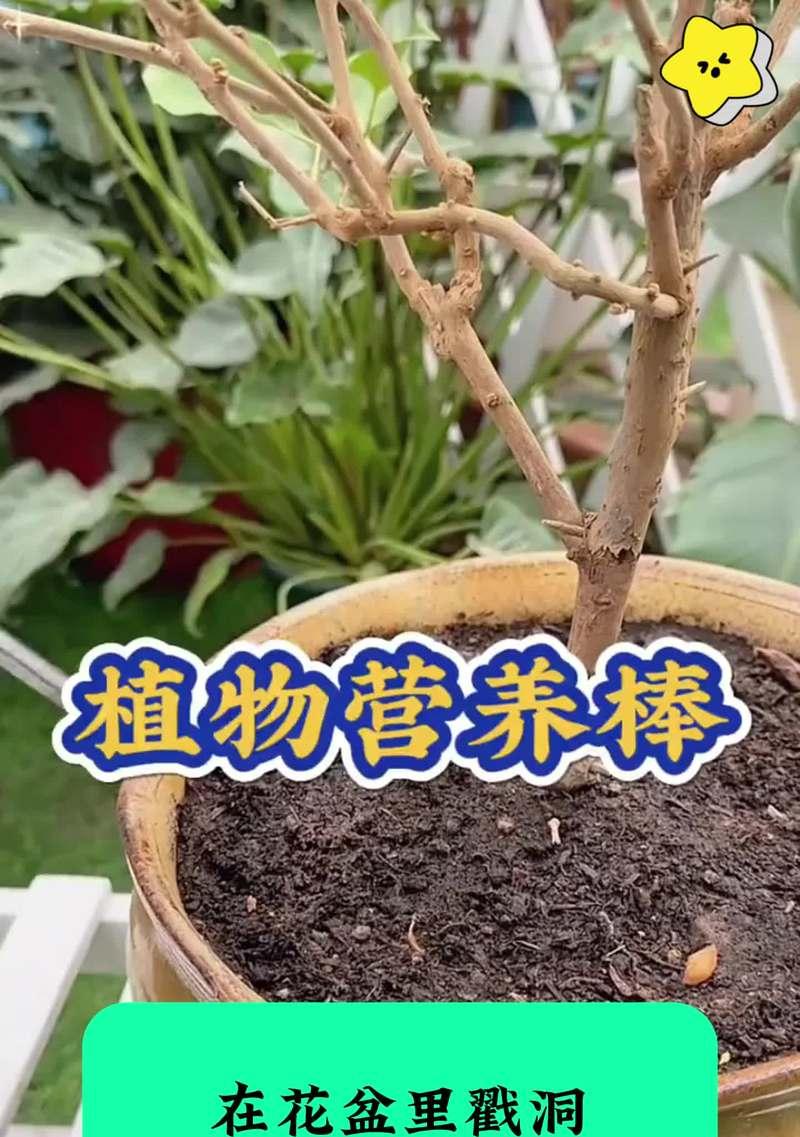 植物花卉营养棒有哪些作用？使用营养棒对花卉有何益处？