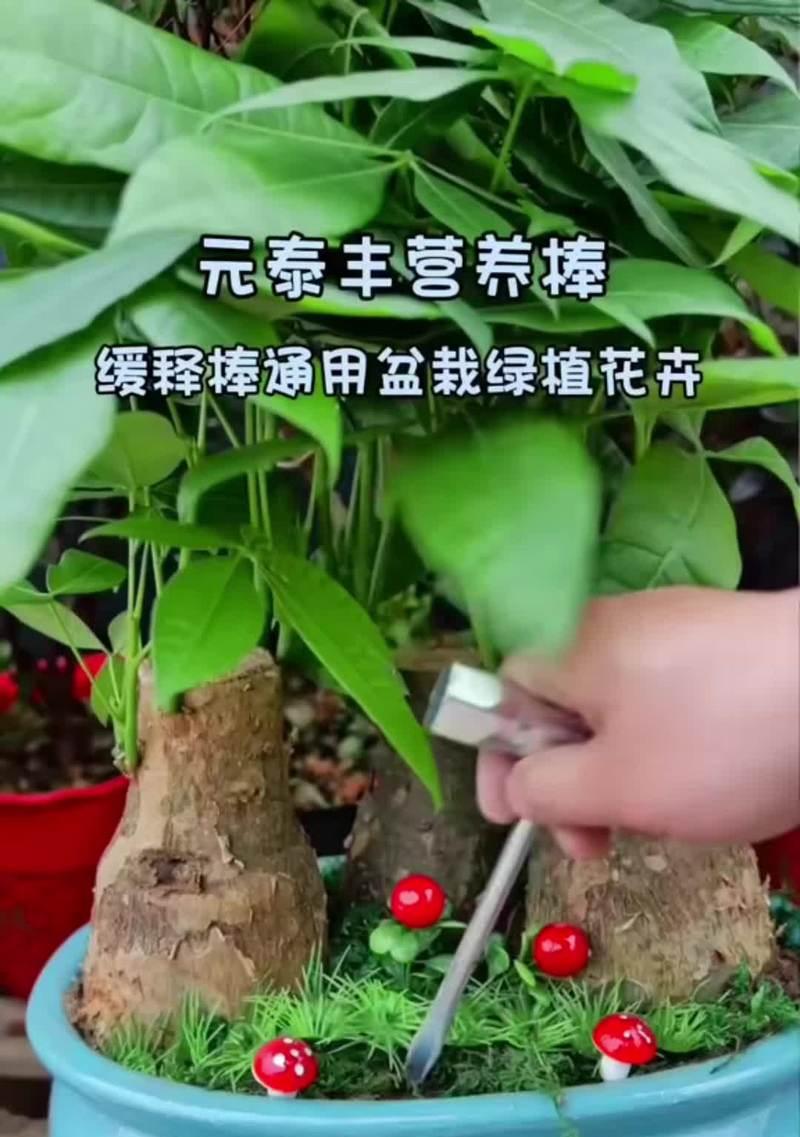 植物花卉营养棒有哪些作用？使用营养棒对花卉有何益处？