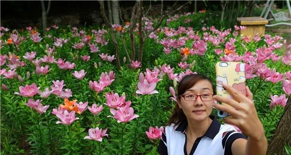 百合桃源种子如何正确种植？有哪些特别的种植技巧？