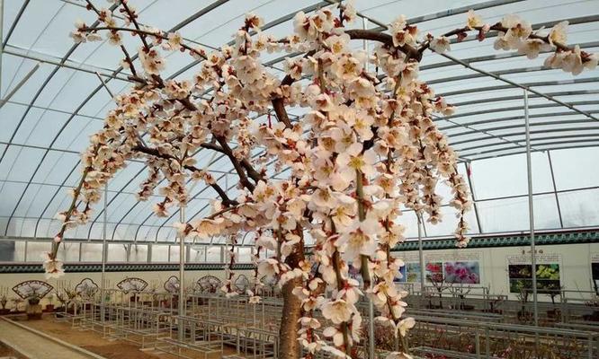 百合桃源种子如何正确种植？有哪些特别的种植技巧？