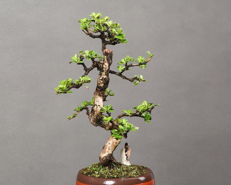 怎么种茶盆栽植物？茶树盆栽的正确养护方法是什么？