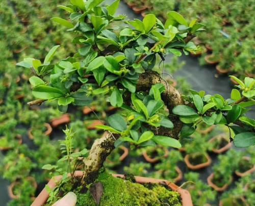 怎么种茶盆栽植物？茶树盆栽的正确养护方法是什么？