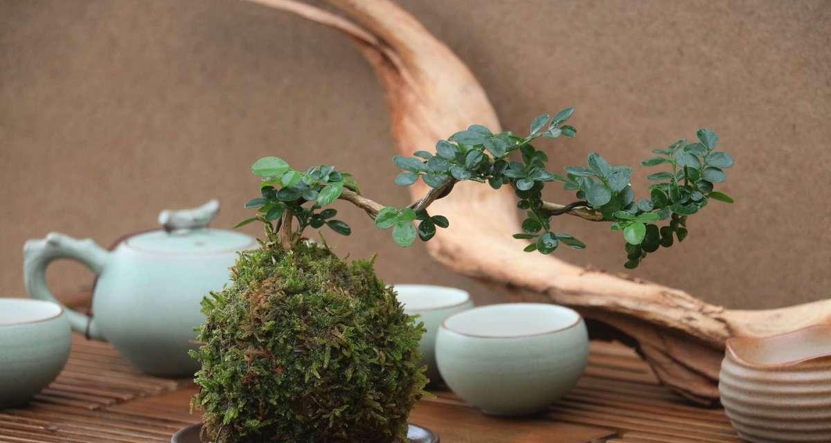 怎么种茶盆栽植物？茶树盆栽的正确养护方法是什么？