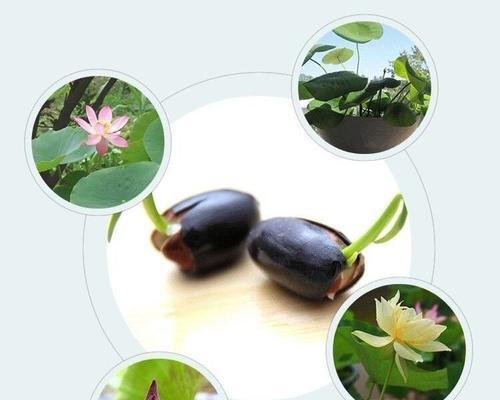 花卉种子移苗有哪些技术要点？移苗过程中应注意什么？